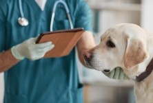 Dog vaccinated by veterinarian