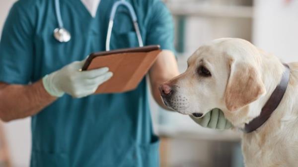 Cropped portrait of unrecognizable male veterinarian examining white Labrador dog at vet clinic