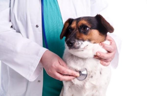 dog at vet